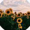 roseirwiin8